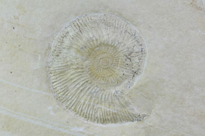 Fossil Ammonite (Subplanites) - Solnhofen Limestone, Germany #97513
